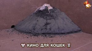 Видео для кошек про крысок развлекать питомцев 🐭🐀😂 (381)