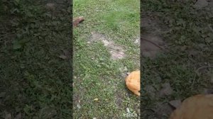 Животные.Сборник интересных моментов из жизни животных.Фильм6.Серия3 .mp4