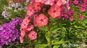 Флокс Золотая Русь, селекции Г.А. Морозовой