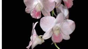 Орхидеи 🌺Новинки 😍🪴