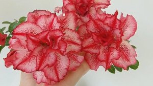 Султан моего сердца🥰 Адениум. Сеянец, выращенный из семян. Возраст-7,5 лет.