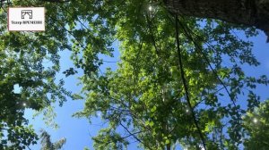 Театр Времени «Романс. Дивный  парк») Сёстры Вильде