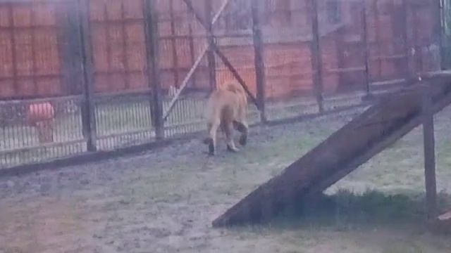 GVEW5165 Шархан 21.11.2025 Видео от опекуна Светланы