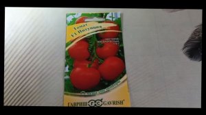 Томат «Интуиция F1» — кистевой гибрид для надежного урожая