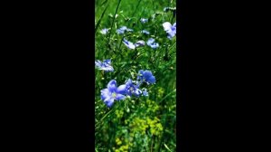 "Моя Умка и лето" ( воспоминание)