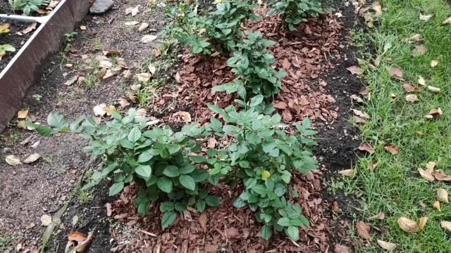 21-Дача😁Мульчирую розы и пионы  корой сосны