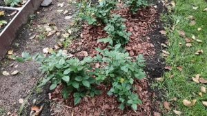 21-Дача😁Мульчирую розы и пионы  корой сосны