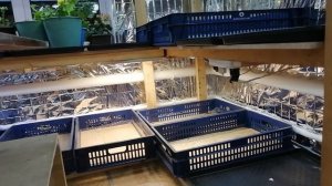 Рассадное помещение и зимовка петуний