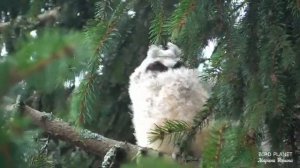 Совята в шторм. Owls In a storm.