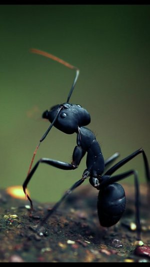 Русский царь - проект. Сова и муравьи (притчи и басни, Павел Спивак)