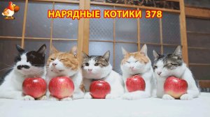 Нарядные Котики расслабляются на солнышке 🌞 🐈🐈🐈 (378)