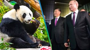 В Китае удвоилась популяция больших панд. Почему их считают символом дружбы России и КНР?