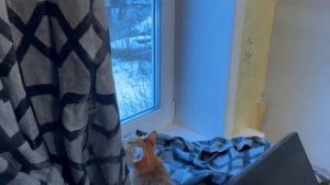 ВОТ ЧТО КОТЁНОК НАТВОРИЛ!