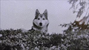 О лайках. Вроде совета. К видео 2023  года о моих собаках. 22.11.25.