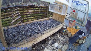 🔴 Кормушка Live — кто придёт сегодня?