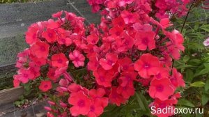 Флокс Огненная Колесница селекции Б.Г. Казакова