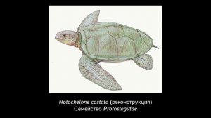 Эволюция и виды черепах. Игорь Данилов