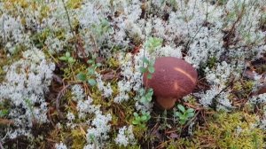 Грибы 27.09.2025 2 часть