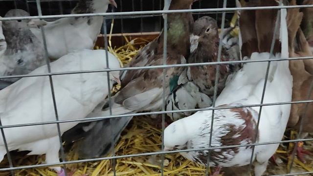 22.11.2025г Москва, Голубиный Рай ч.1 смотреть онлайн