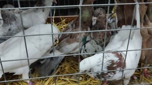 22.11.2025г Москва, Голубиный Рай ч.1