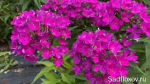 Флокс Сезам, селекции Е.А. Константиновой