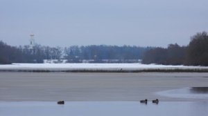 Цапля Серая, поздний отлёт, наблюдение птиц в Великом Новгороде 22 ноября 2025