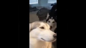 Видео от МЯУтаверс – как метавселенная, но с котами