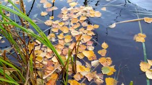Осенние листья на воде. Часть 1.