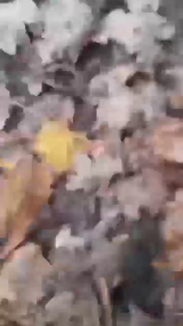 Эти мыши в блиндаже смотреть онлайн