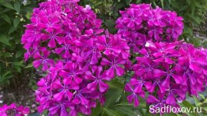 Шикарный флокс Марица селекции Е.А. Константиновой, днем и вечером