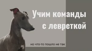 Учили команды с левреткой, но что-то пошло не так!