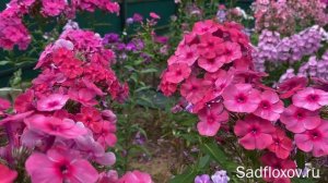Флокс Московский Франт селекции Н. Константиновой