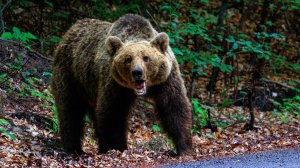 Разъяренный медведь гризли напал на школьников в Канаде. Трое детей получили серьезные травмы