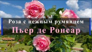 Роза с нежным румянцем - Пьер де Ронсар