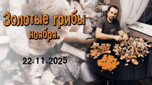 Золотые Грибы Ноября. 22.11.2025