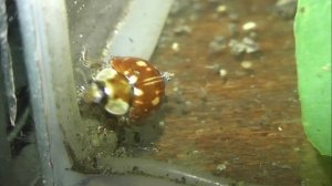 ИНСЕКТАРИЙ: 408. Коровка Штриховатоточечная (Myzia oblongoguttata)