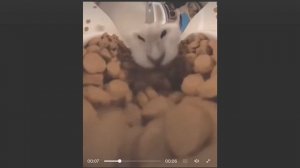 АХХАХАХААХХАХАХАХХААХХА СКРИМАК КОКОЙ ТО