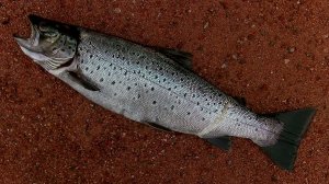 Знакомство с Карелией. Марс атакует. Часть 10