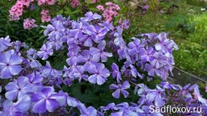 Знаменитый флокс Гжель, селекции Е.А. Константиновой