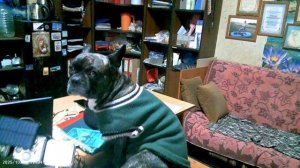 29.10.11.37. Самый грустный бульдог