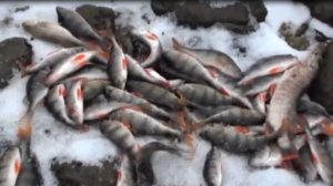 Пока нет льда-ловим на отводной!