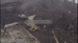 Взяли в плен ВСУшек