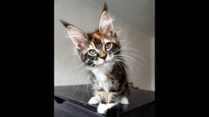 Кошачьи будни проказницы