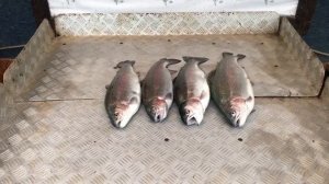 итоговый улов форели