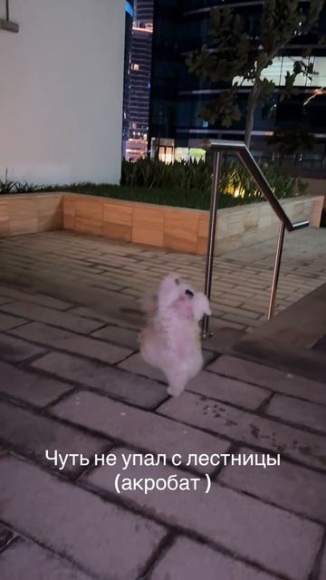 Как вам трюк