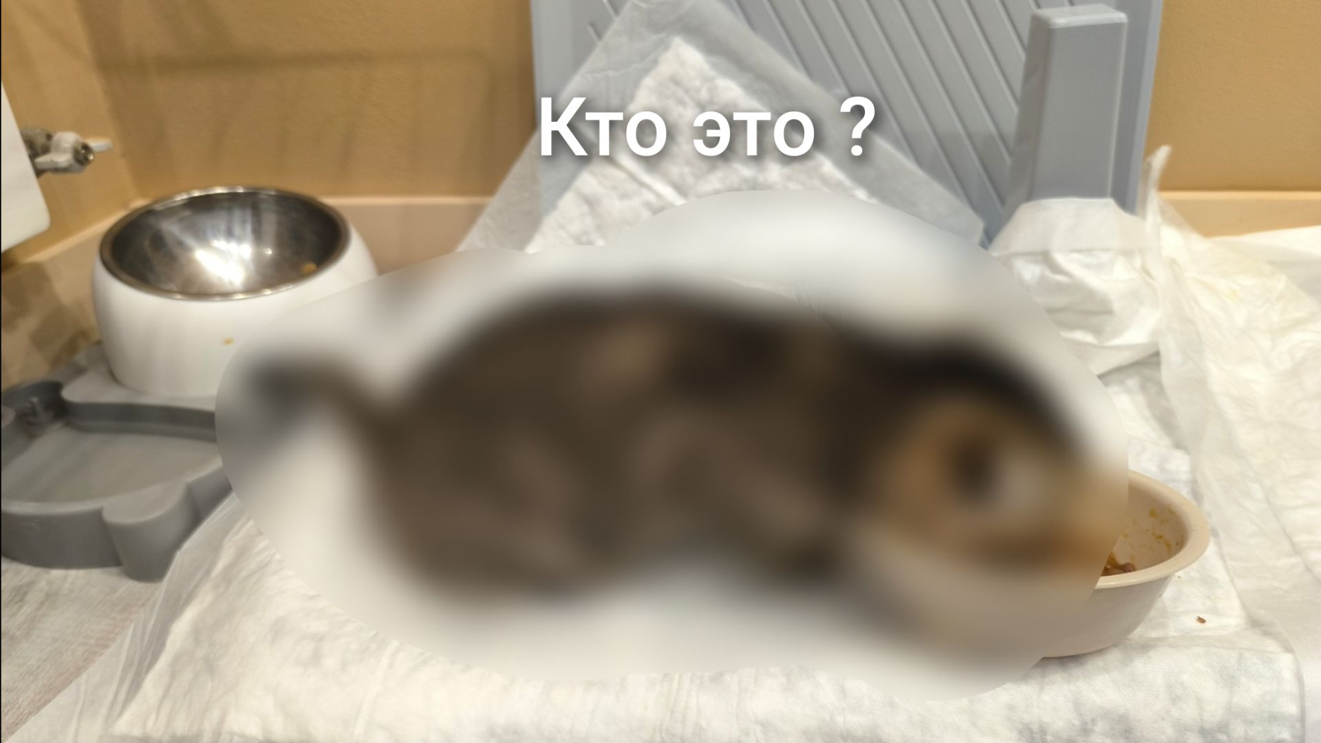 Мой новый питомец ! Посмотри пожалуйста 🥺. смотреть онлайн