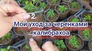 Калибрахоа. Уход за черенками в осенне-зимний период.