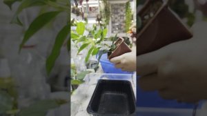 Фикусные пересадки ч 1☘️Моя коллекция 🌿☘️🌿☘️