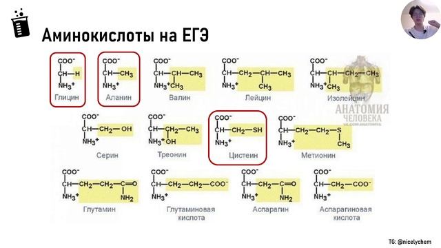 АМИНОКИСЛОТЫ на ЕГЭ за 10 минут