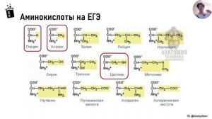 АМИНОКИСЛОТЫ на ЕГЭ за 10 минут